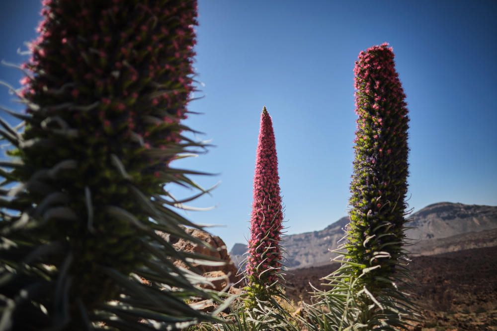 Tajinastes en flor en el Teide
