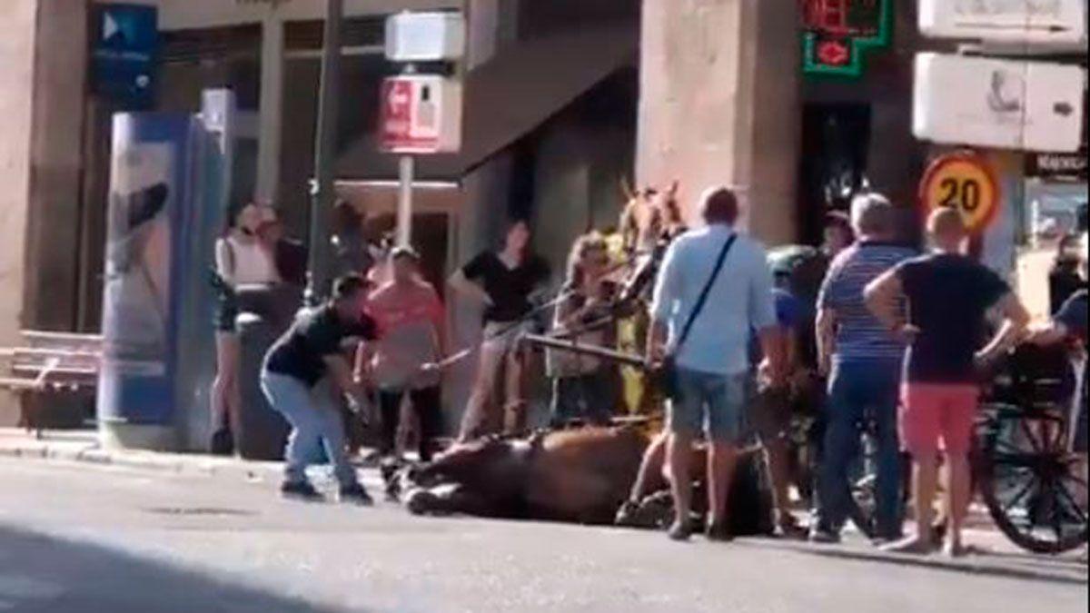 Un caballo se desploma en la plaza Rei Joan Carles I Palma