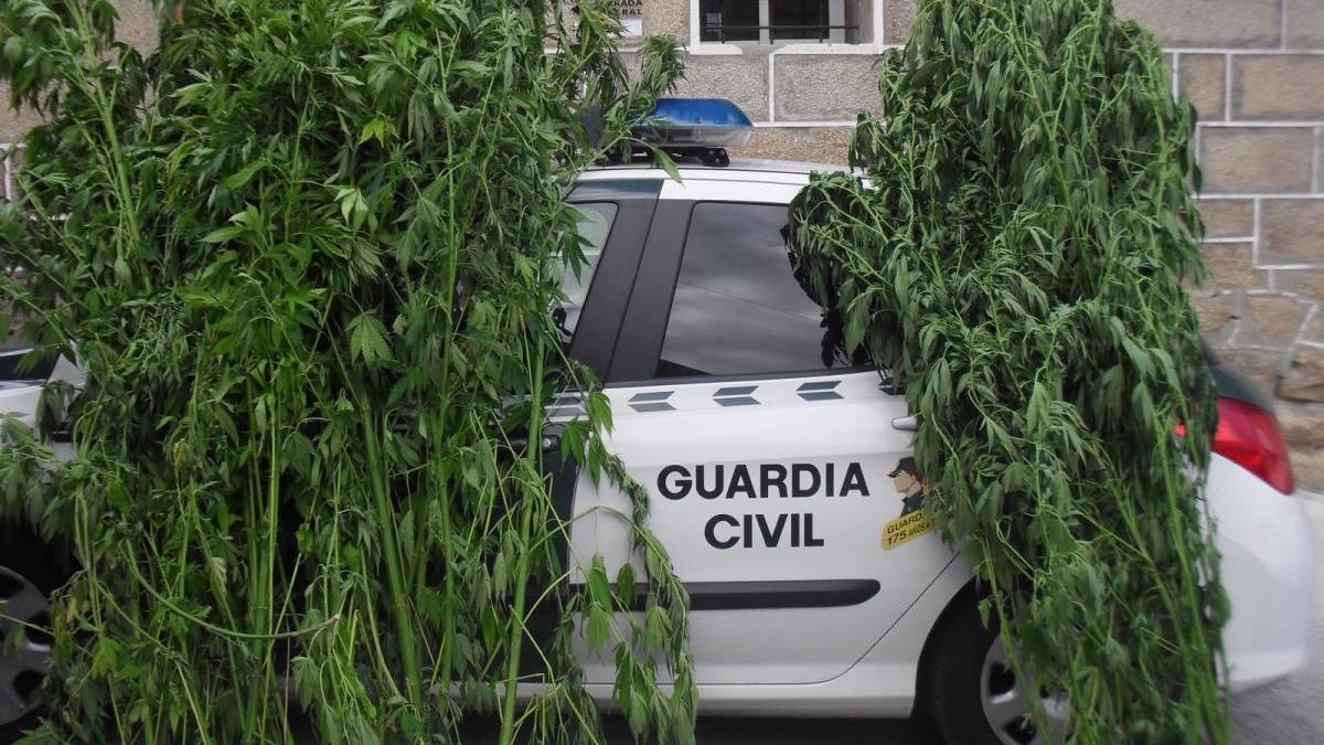 Las plantas de marihuana. // G.C.