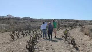 La sequía extrema amenaza el moscatel de la Marina Alta: la DOP Alicante pide ayudas para los viticultores
