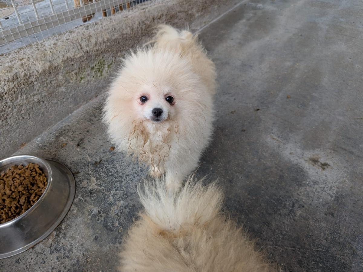 La evolución de los perros incautados en un criadero de Gijón, en imágenes La evolución de los perros incautados en un criadero de Gijón, en imágenes