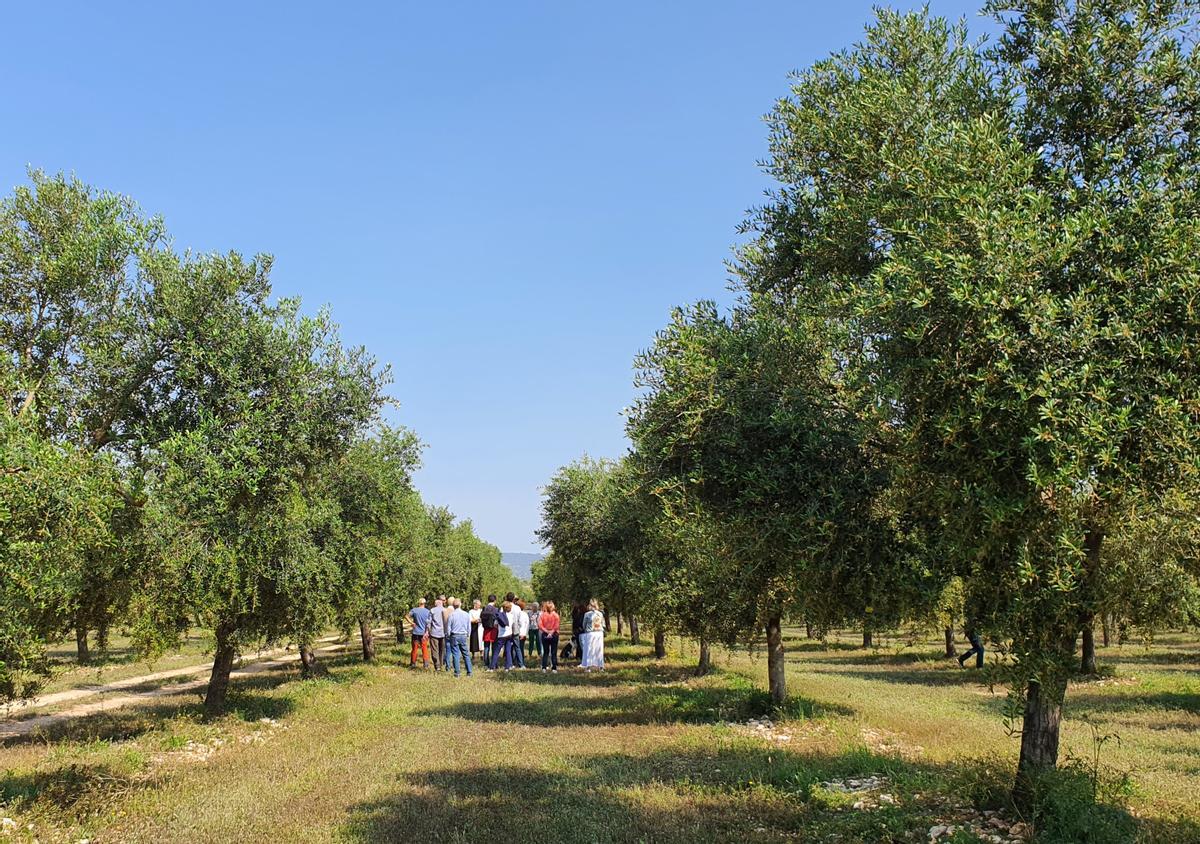 La D.O Oli de Mallorca organiza oleoexperiencias para adentrarse en el mundo del olivar.