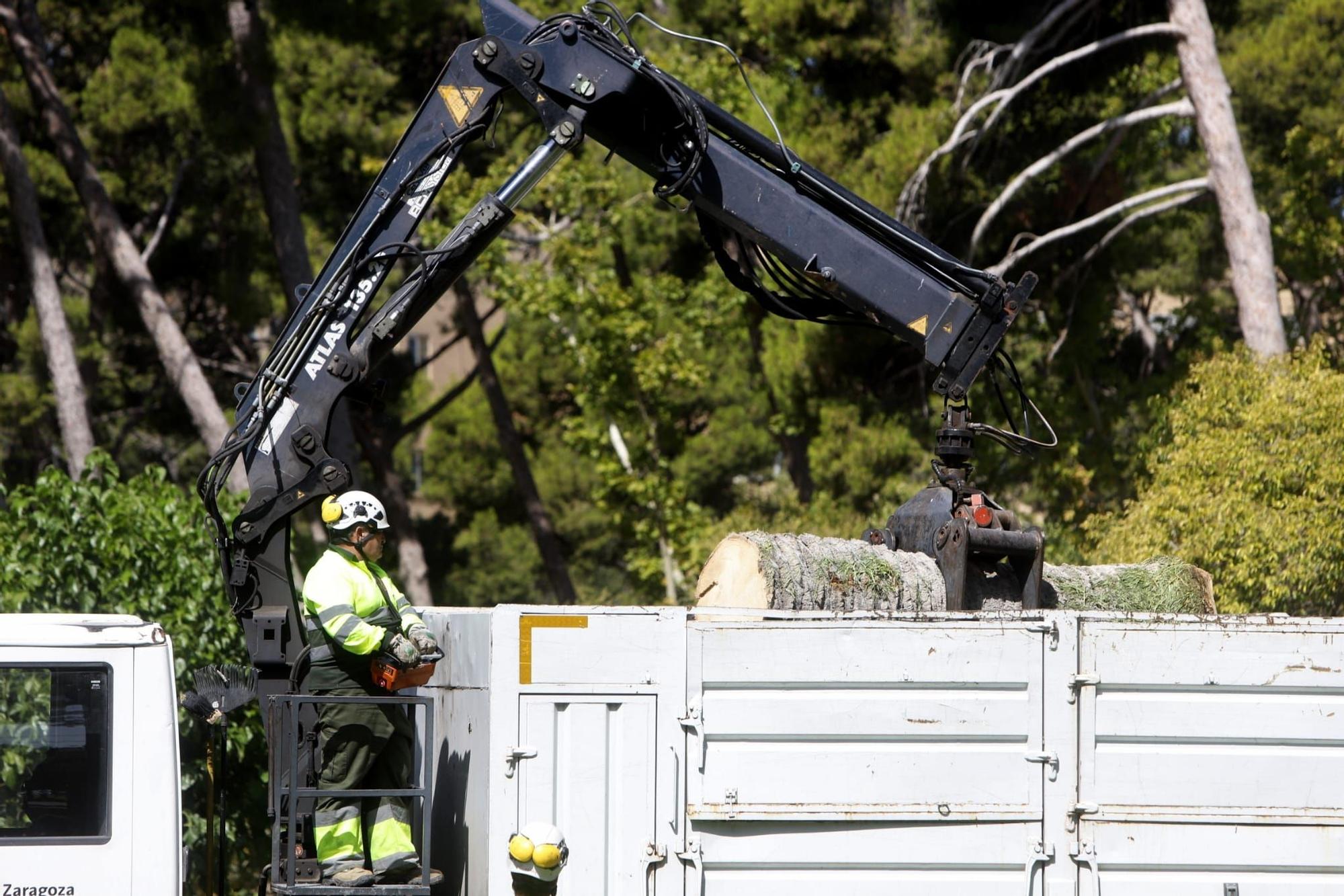 Adiós a 5 palmeras en el Parque Labordeta de Zaragoza