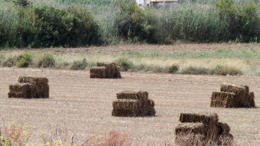 Imagen de los campos de Ibiza, afectados por la sequía.