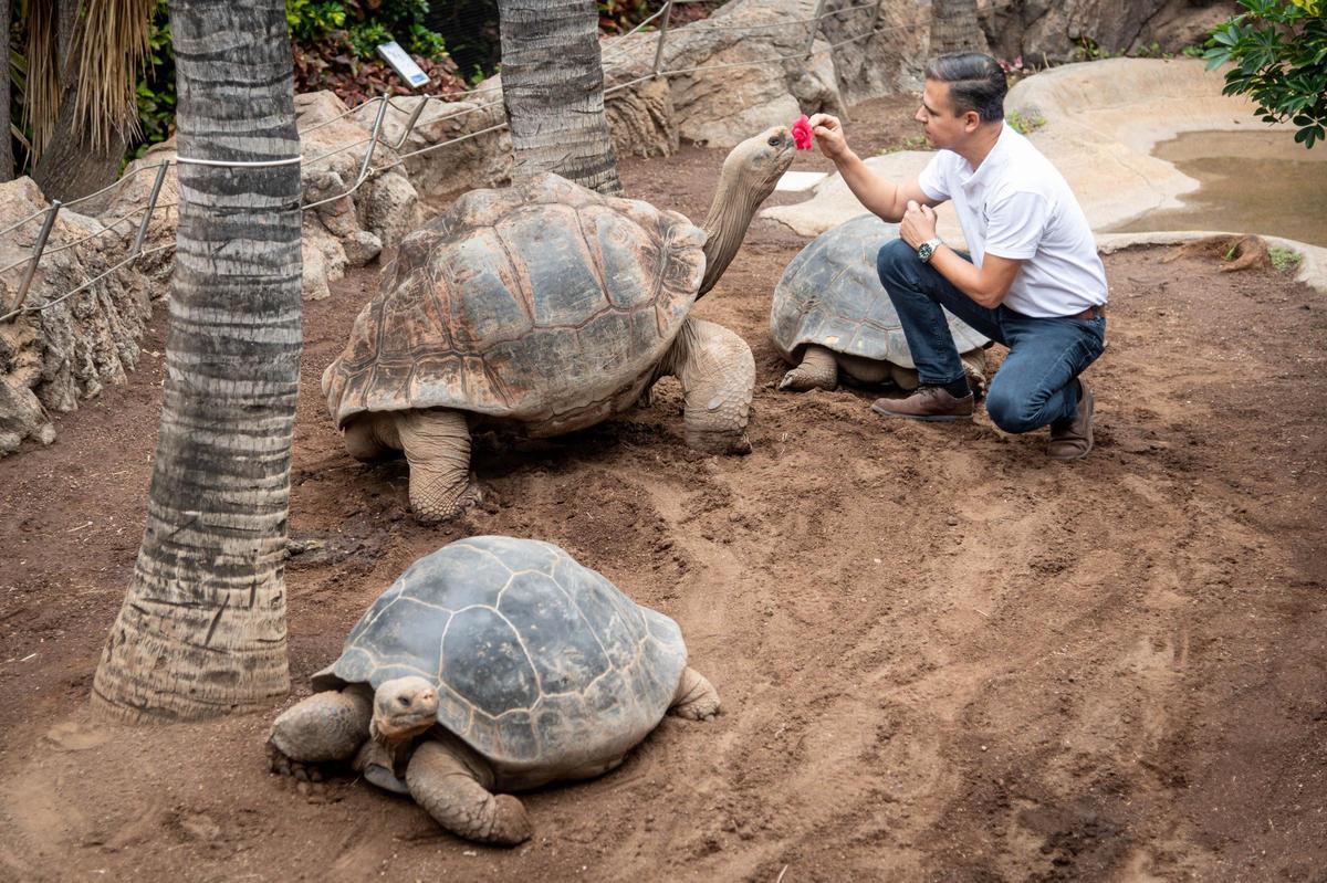 Un cuidador de Loro Parque con Tom, el padre de las siete crías de tortuga de Galápagos.
