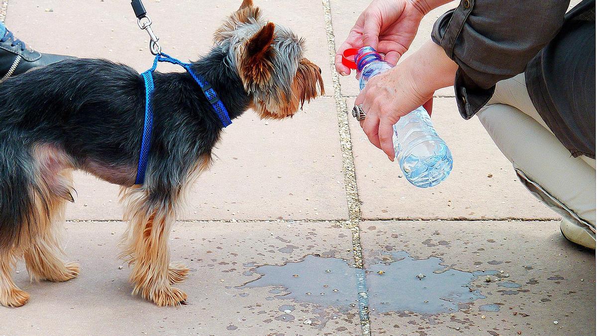 Hidratar a tu perro es una tarea fundamental en verano.