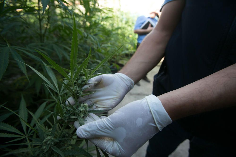 La Policía Local ha hallado cerca de 200 plantas, balanzas de precisión, una escopeta, dos hachas y un machete