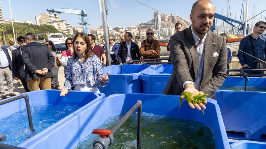 Algas para eliminar contaminantes de más de 80.000 litros de agua del Puerto de Alicante