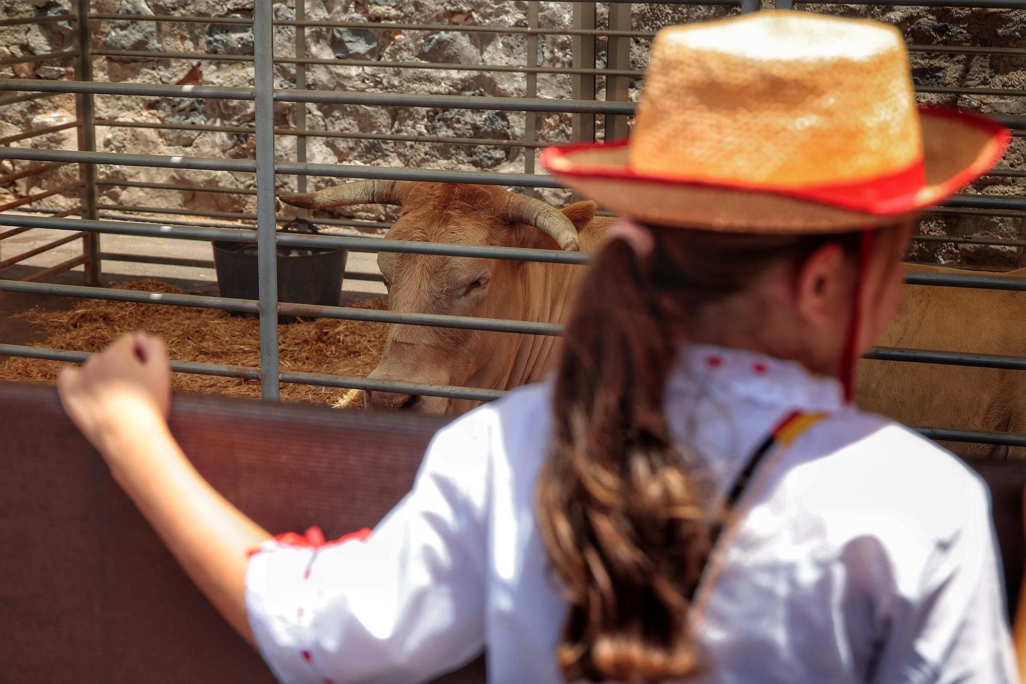 Diferentes actos para celebrar el Día de Canarias en Santa Cruz