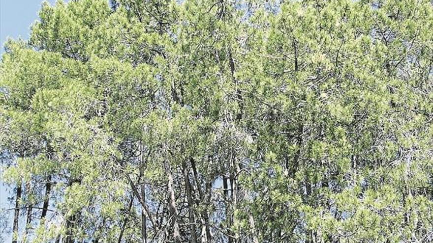 La Junta declara erradicado el foco del nematodo de la madera del pino en Valverde del Fresno