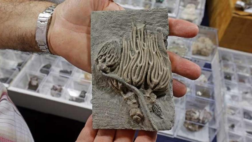 Fósil de lirios de mar, de 400 años de antigüedad.