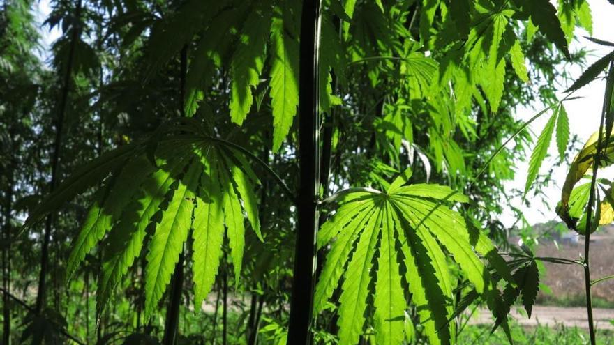 Archivfoto einer Cannabis-Pflanze auf Mallorca.