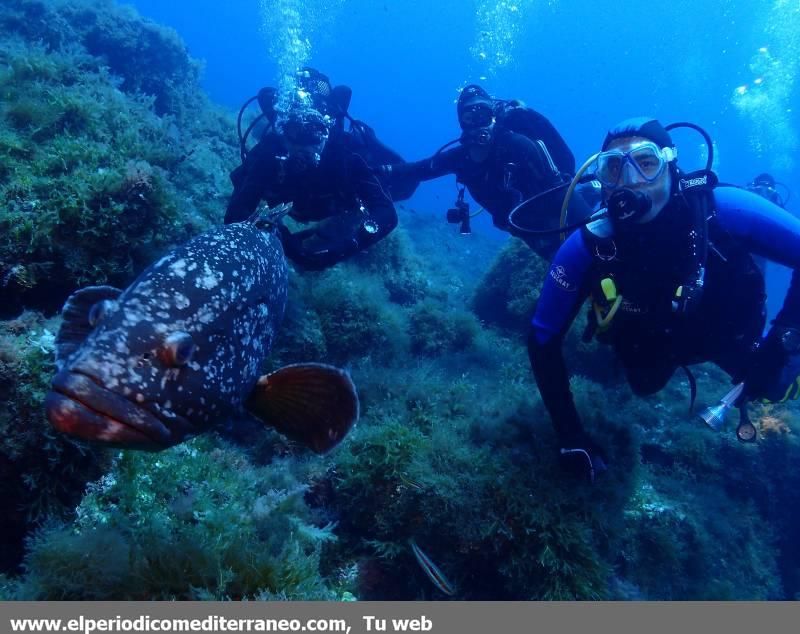 Submarinismo en Castellón