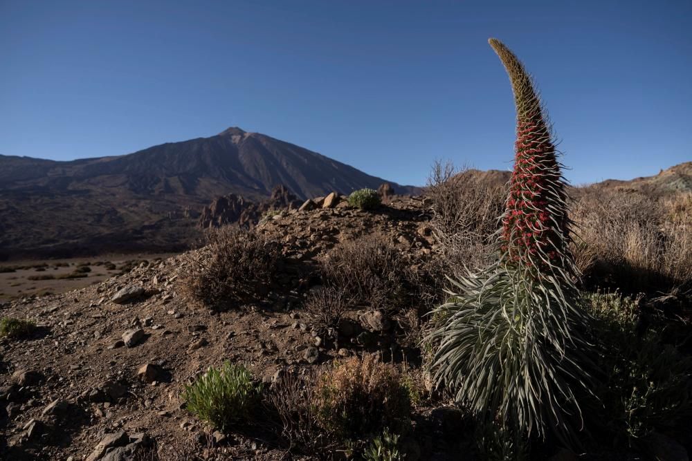 Tajinastes en flor en el Teide