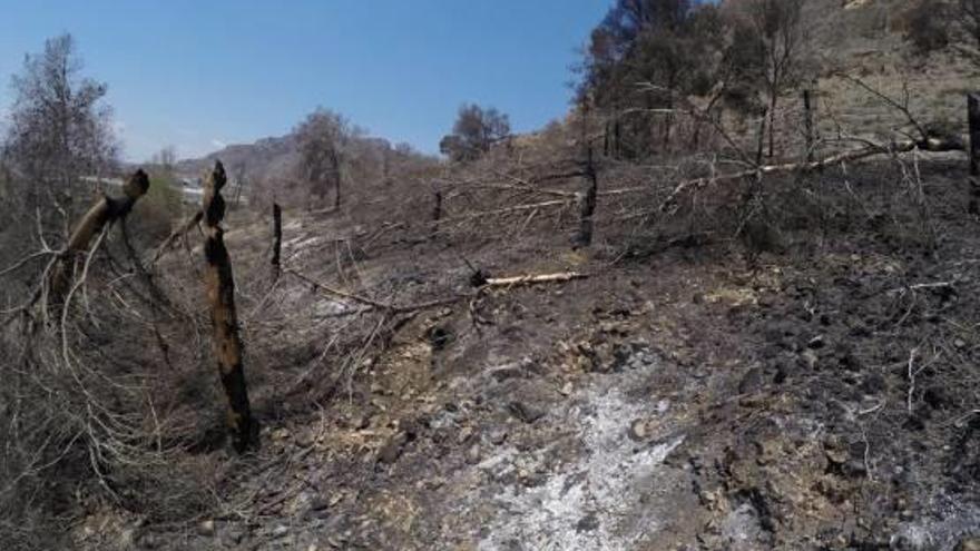 Orihuela denuncia a Bonig por el incendio del sábado al no retirar los pinos secos por la plaga
