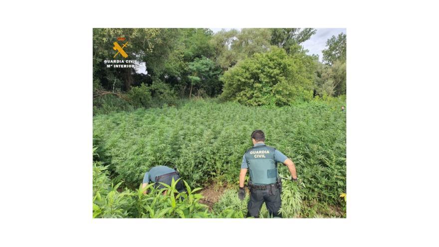 La Guàrdia Civil desmantella una plantació de 8.000 plantes de marihuana dividides en cinc parcel·les a Jafre