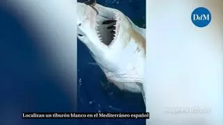 La captura de un tiburón blanco de dos metros en Alicante confirma su presencia en aguas del Mediterráneo occidental