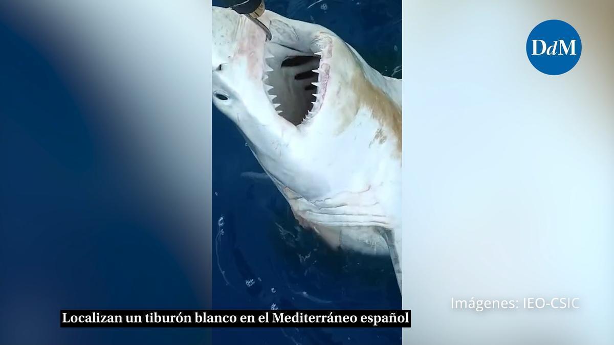 VÍDEO | Localizan un tiburón blanco en el Mediterráneo español