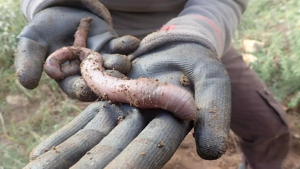 Un gusano de tierra desaf赤a a Darwin y demuestra que la evoluci車n no siempre es lineal