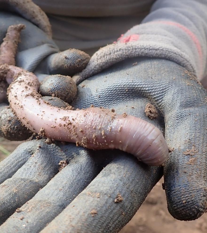 Un gusano de tierra desafía a Darwin y demuestra que la evolución no siempre es lineal