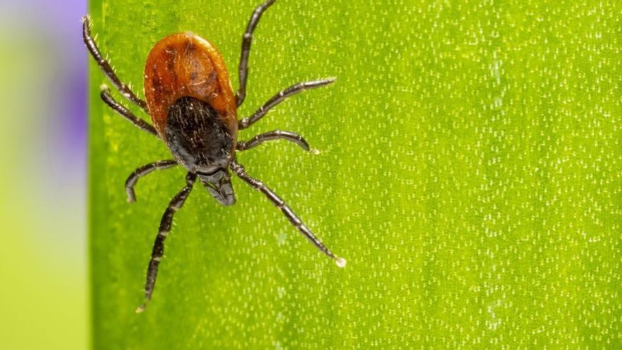 Las picaduras de garrapatas disparan las hospitalizaciones por la enfermedad de Lyme