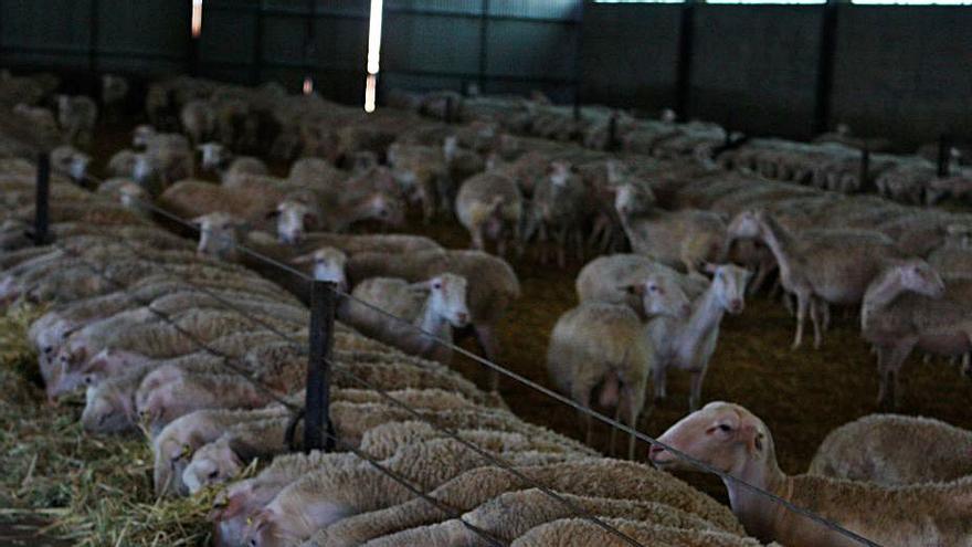 Explotación de ganado ovino en la provincia. | E. Fraile