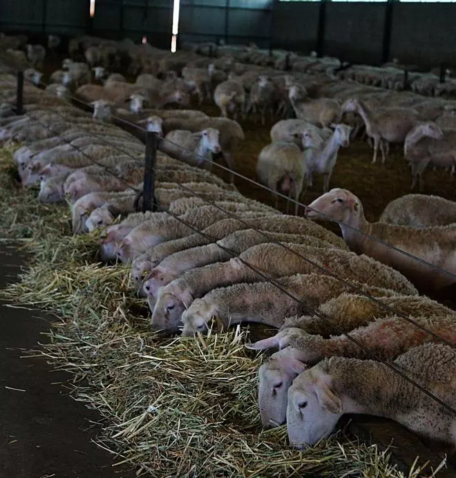 El Consorcio del Ovino facturó 74,3 millones de euros en 2019