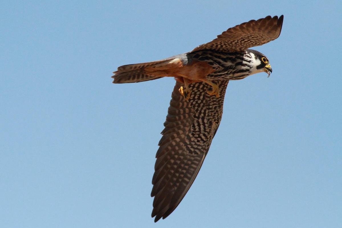 Adult de falcó mostatxut en vol i caçant