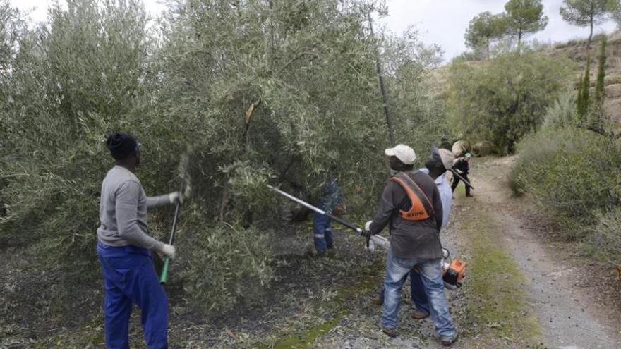 Asaja señala que la producción acumulada de aceite se sitúa en 192.757 toneladas