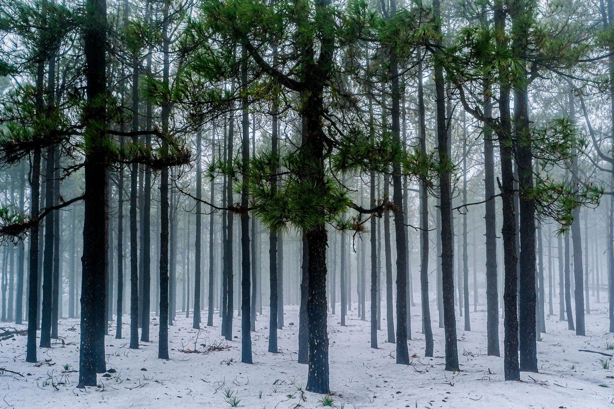 Nieve en la cumbre de Gran Canaria (15/03/2022)