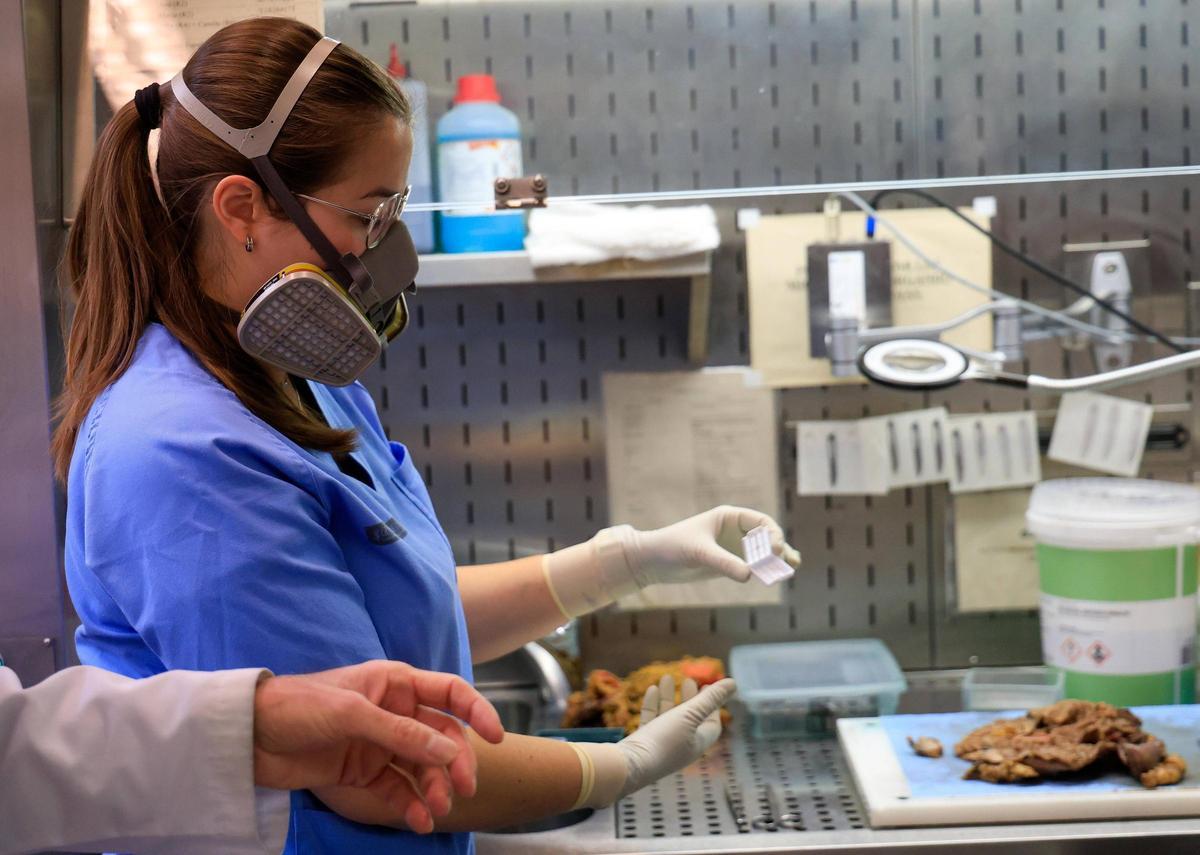 Una técnica analiza un estómago para extraer muestras del tumor y poder estudiarlo.