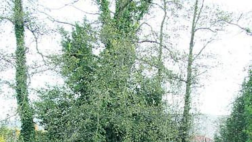 Delante, por la izquierda, Gaona y Rodrigo Suárez, director del Parque de Picos; detrás, Miguel Ángel Álvarez y Luis Alberto Longares, investigadores, ayer en el Jardín Botánico.