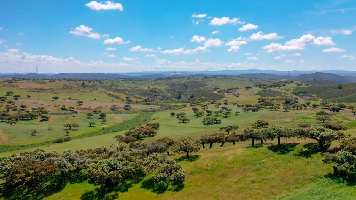 Conoce Campo Oliva, la finca comunal más grande de España ¡Y sorpréndete!