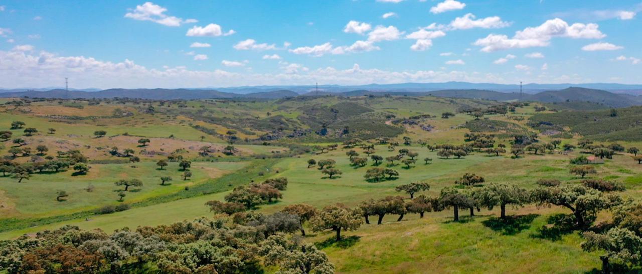 Conoce Campo Oliva, la finca comunal más grande de España ¡Y sorpréndete!