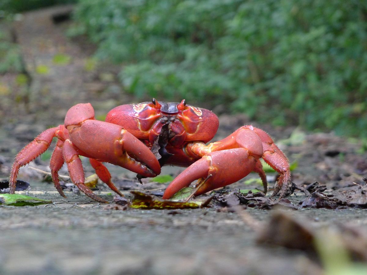 La especie solo vive en esta isla en todo el mundo