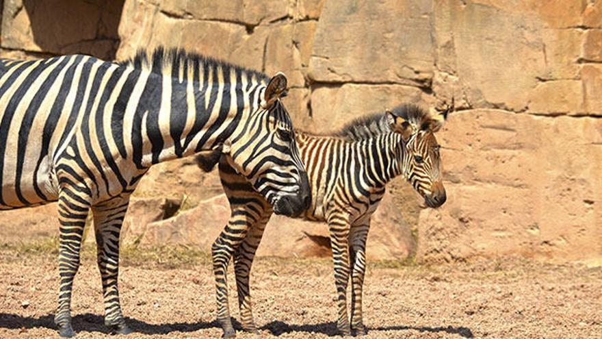 Cebras - La Niña y Milagritos - la cebra rescatada por los cuidadores de BIOPARC Valencia