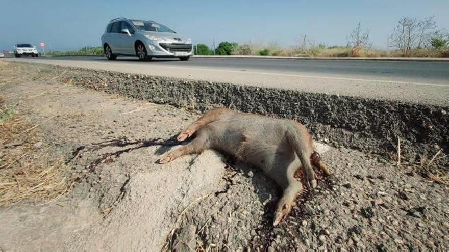 Jabalí que apareció ayer muerto en la cuneta del Camí del Corral del Batle.