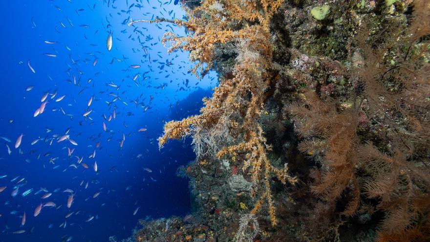 Cinturón de corales en Canarias