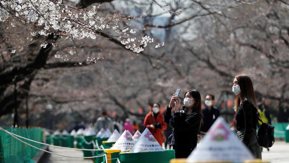 Japoneses observan los cerezos en flor, este jueves en Tokio.