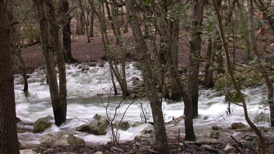 Las lluvias en Mallorca hacen brotar Ses Fonts Ufanes esta semana