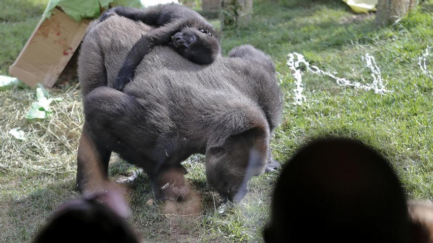La gorila Virunga celebra su primer año de vida en Bioparc