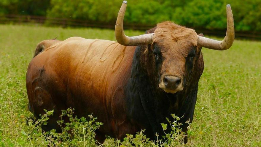 El mejor toro de la camada de Fuente Ymbro ya tiene destino: Castellón