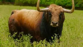 Satine ya tiene fecha y hora para el esperado toro de Fuente Ymbro en Burriana