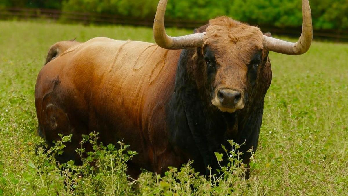 Imagen del toro colorado con el hierro de Fuente Ymbro, en la finca del ganadero Ricardo Gallardo, que Satine exhibirá en las fiestas de Burriana, en septiembre.