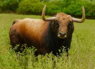 El mejor toro de la camada de Fuente Ymbro ya tiene destino: Burriana