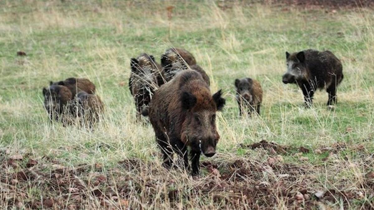 Una manada de jabalíes salvajes