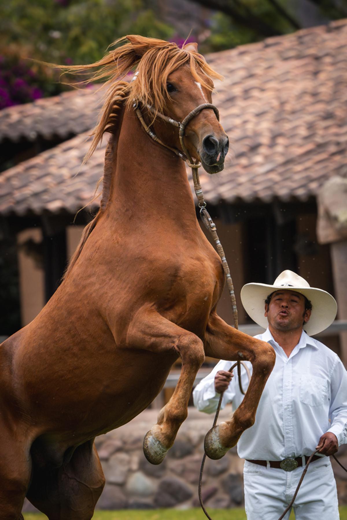 El caballo peruano de paso protagoniza las exhibiciones ecuestres del rancho de Sol y Luna.