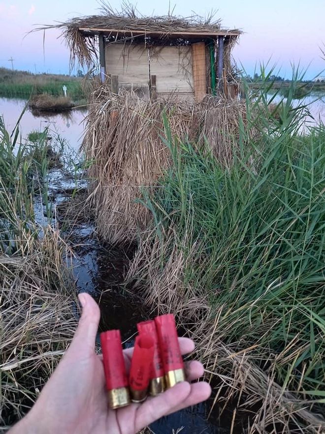 Cartuchos de plomo que los agentes medioambientales encontraron por la marjal de Almenara.