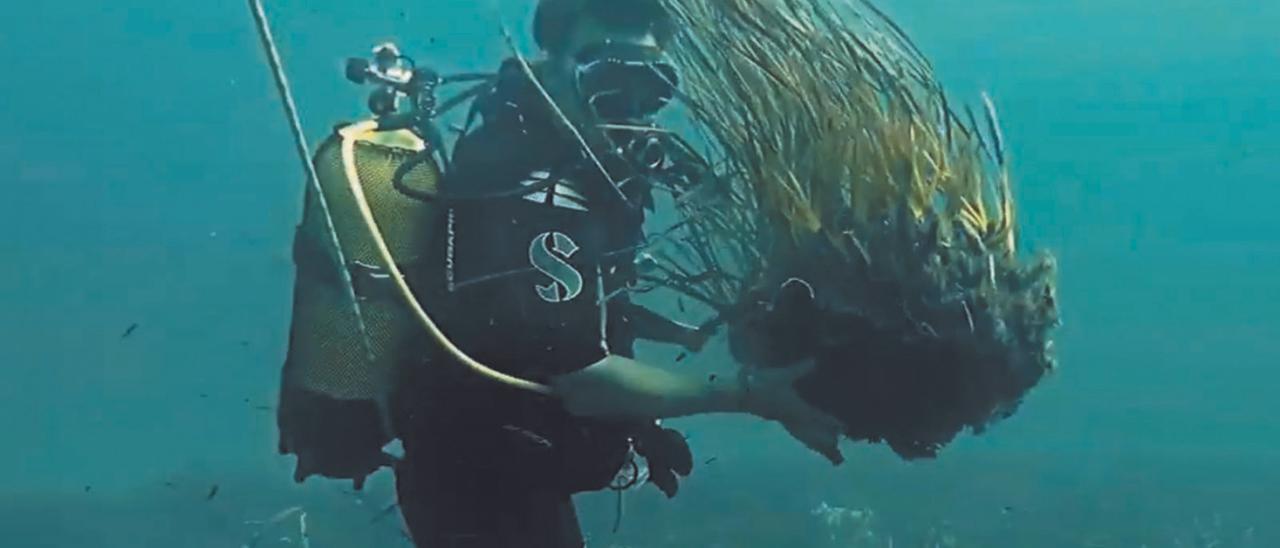 Un submarinista sostiene una mata de posidonia desprendida del fondo marino.