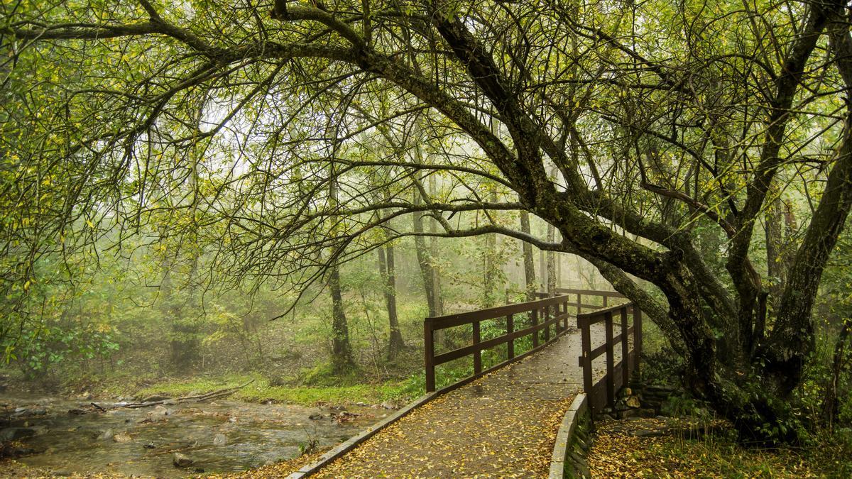 La &quot;ruta de los sentidos&quot; del Montseny, el bosque que se disfruta con los cinco sentidos